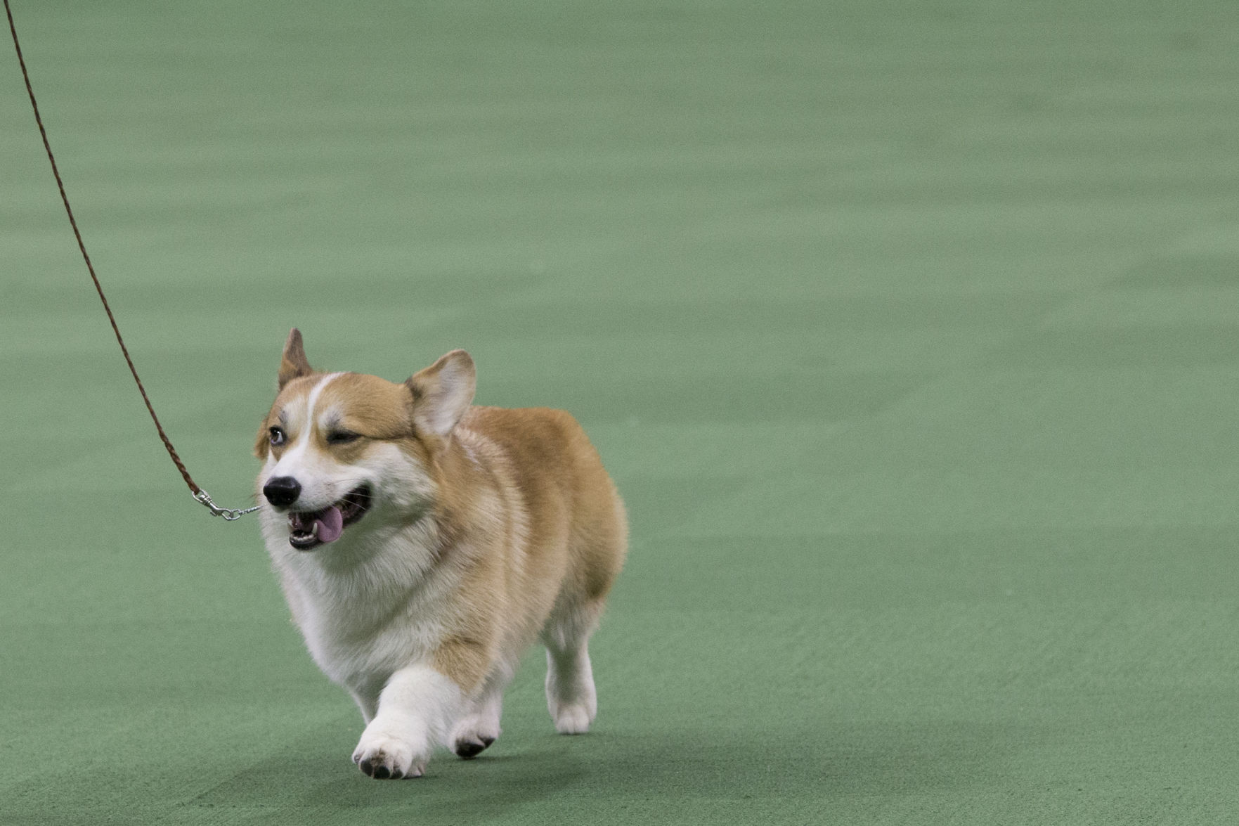15. Pembroke Welsh corgi